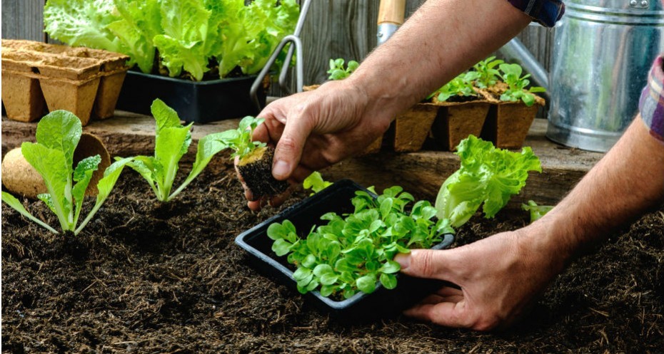 Aprenda a montar a sua horta em casa e venda orgânicos no delivery