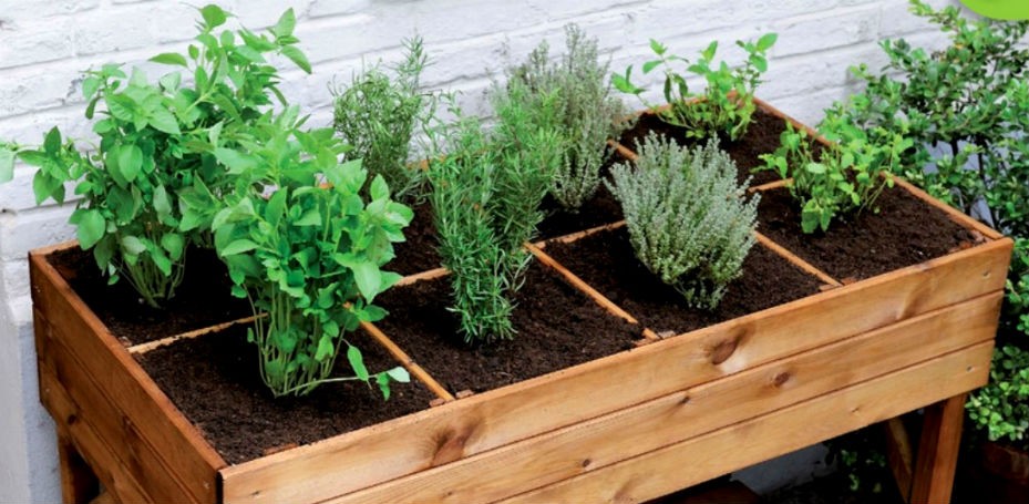 Aprenda a montar a sua horta em casa e venda orgânicos no delivery
