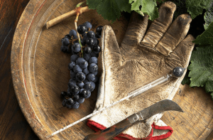 Enólogo – Saiba quais os cursos para se tornar cientista em vinhos
